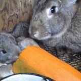 Da li se zečevima mogu davati tikvice?